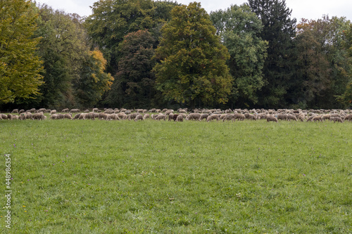 Wolf and Sheep in a Park #448986354