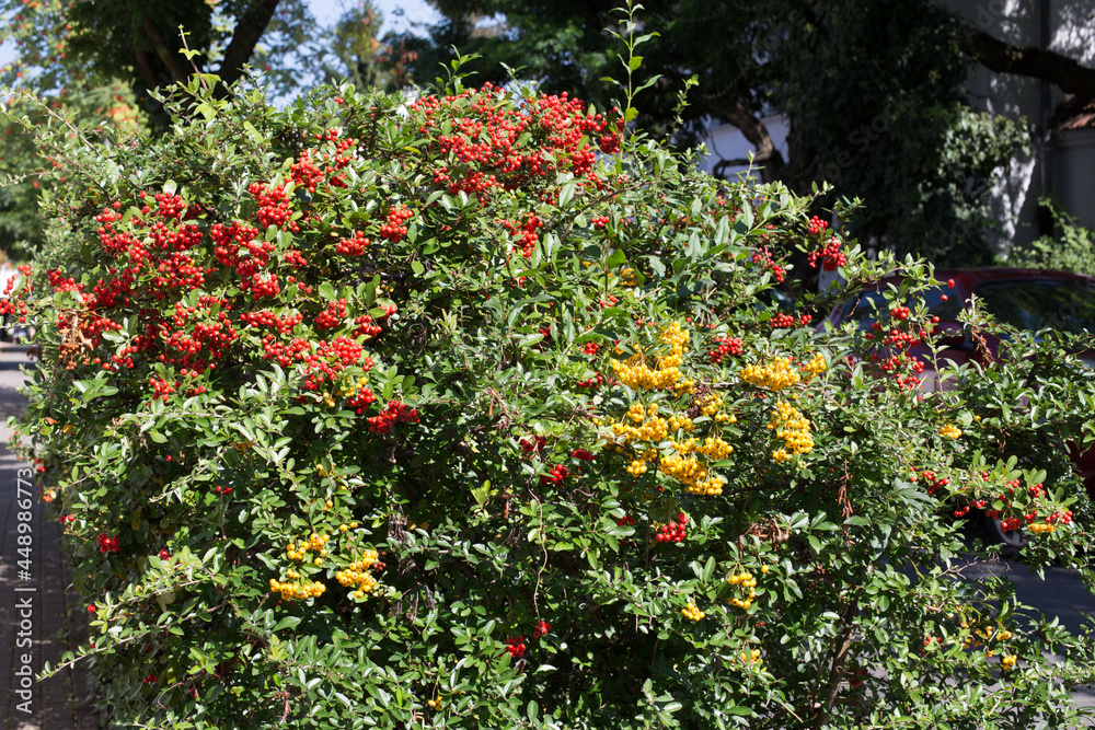 A shrub with red and yellow fruit against the background of a white-plastered building