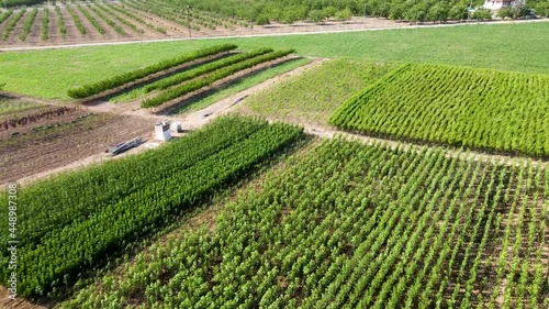 An aerial view of a field of fresh fruit tree saplings photo