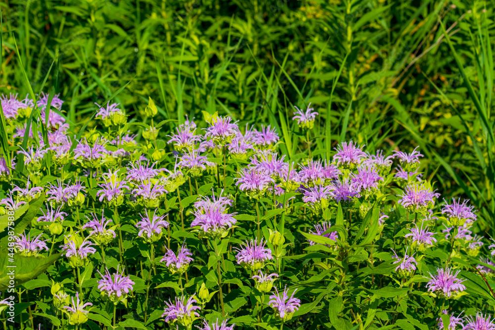 Obraz premium Purple Flowers blooming in a prairie