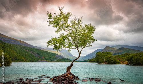 Slika na platnu The Lone Tree