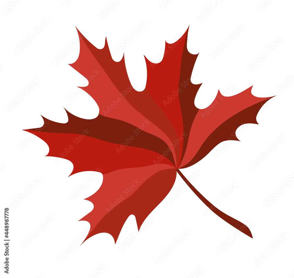 Fototapeta premium Multicolored isolated autumn red maple leaf