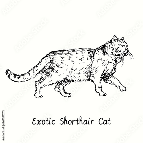 Exotic Shorthair Cat standing side view. Ink black and white doodle drawing in woodcut style.