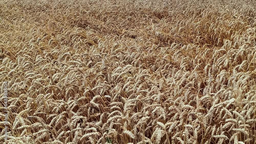 Wheat crop field. Golden wheat field and sunny day. Concept of rich harvest or agricultural production. Ears of golden wheat close up.
Wheat crop field. Golden wheat field and sunny day. Concept of rich harvest or agricultural production. Ears of golden wheat close up.