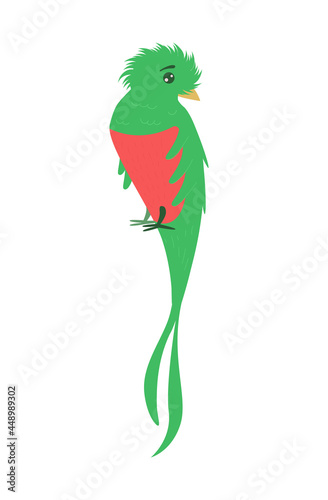 Cute cartoon quetzal bird isolated on white transparent background. Vector flat design children illustration. Side view. Animal drawing. Side view