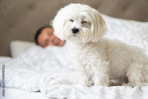 Cute white maltese dog sitting on the bed with his eyes closed near the sleeping owner. The dog loyally cares for a sick or tired person. The concept of home life with a dog.