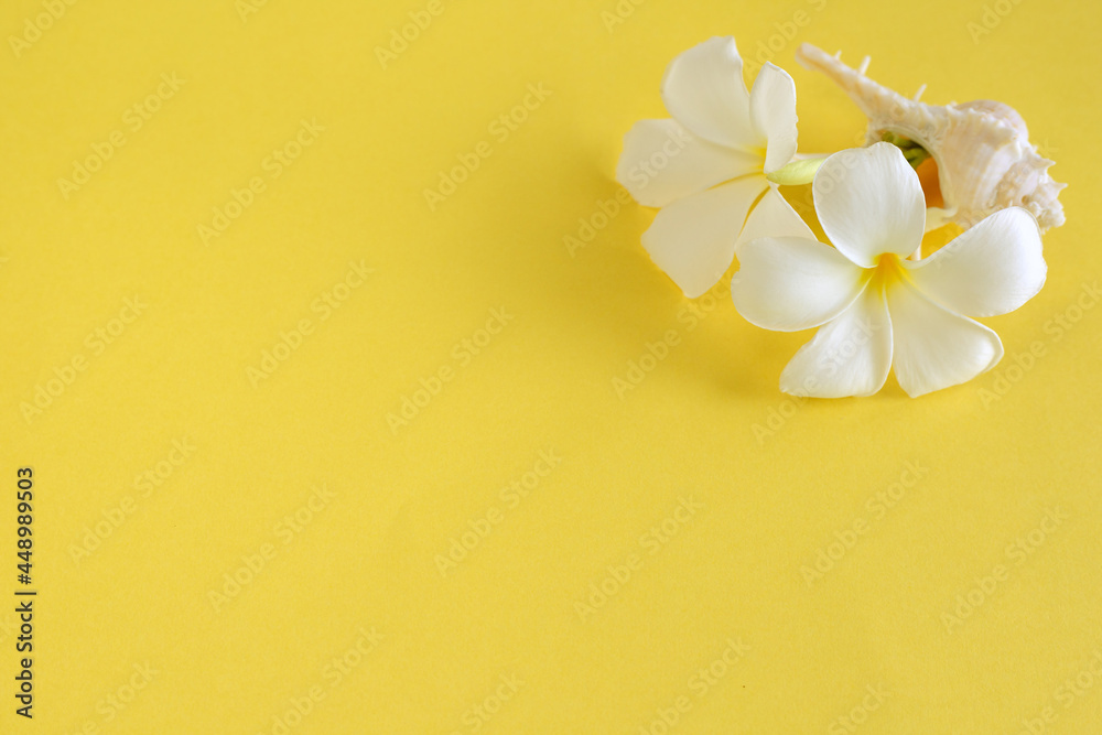 Naklejka premium frangipani flowers and sea shells on yellow background with copy space