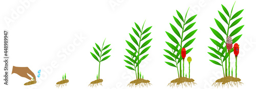 Cycle growth of zingiber spectabile ginger plant from the rhizome on a white background.