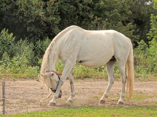 A white horse foal grazing in the meadow