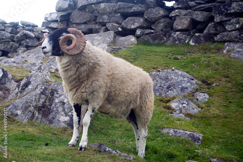 Quadro su tela Aries, the sign of the Zodiac, is represented by the animal the Ram