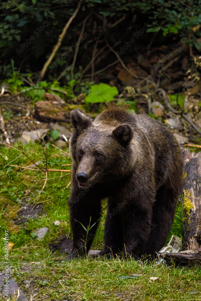 the brown bear in freedom, more and more frequent appearances in populated places in Romania (Transfagaraseanul).