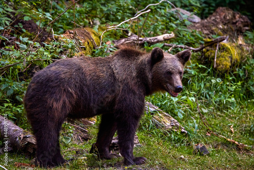 the brown bear in freedom, more and more frequent appearances in populated places in Romania (Transfagaraseanul).
