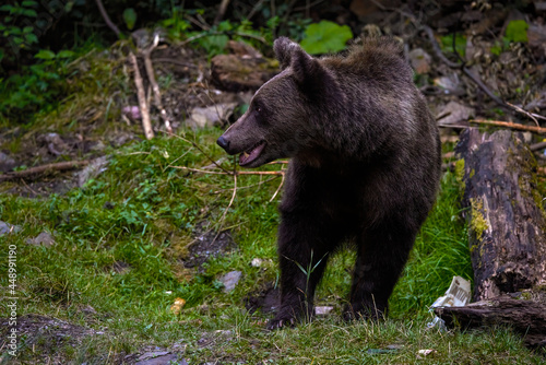 the brown bear in freedom  more and more frequent appearances in populated places in Romania  Transfagaraseanul .