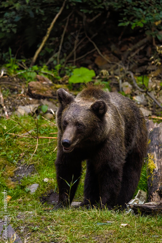 the brown bear in freedom  more and more frequent appearances in populated places in Romania  Transfagaraseanul .
