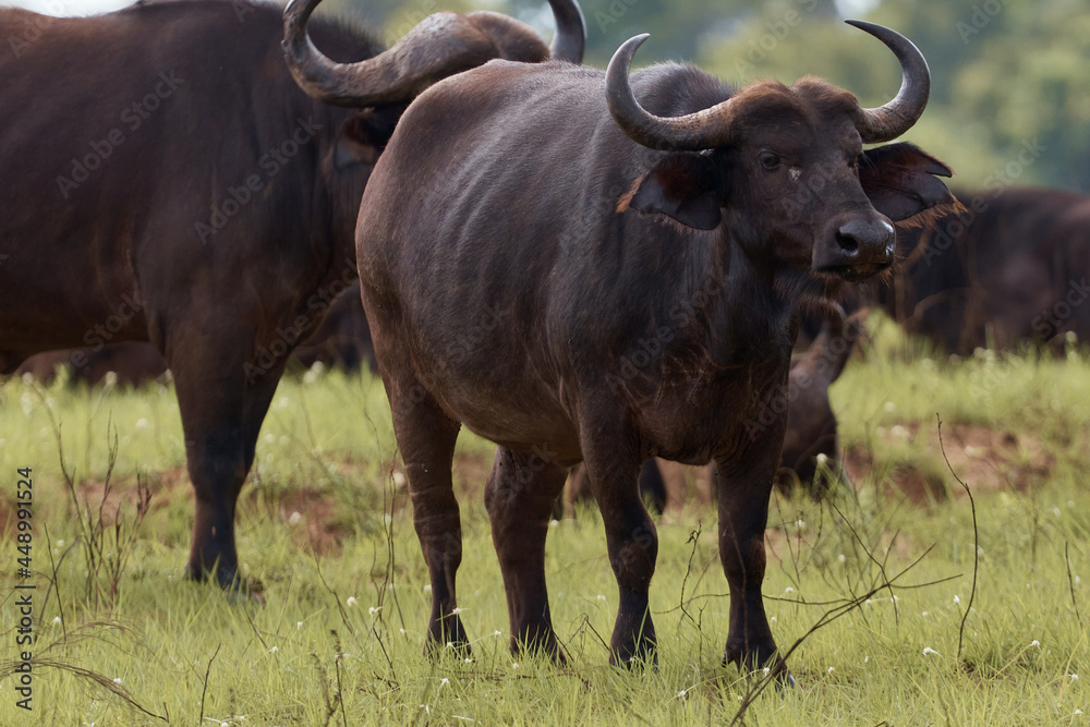 buffalo. animal walk on safari