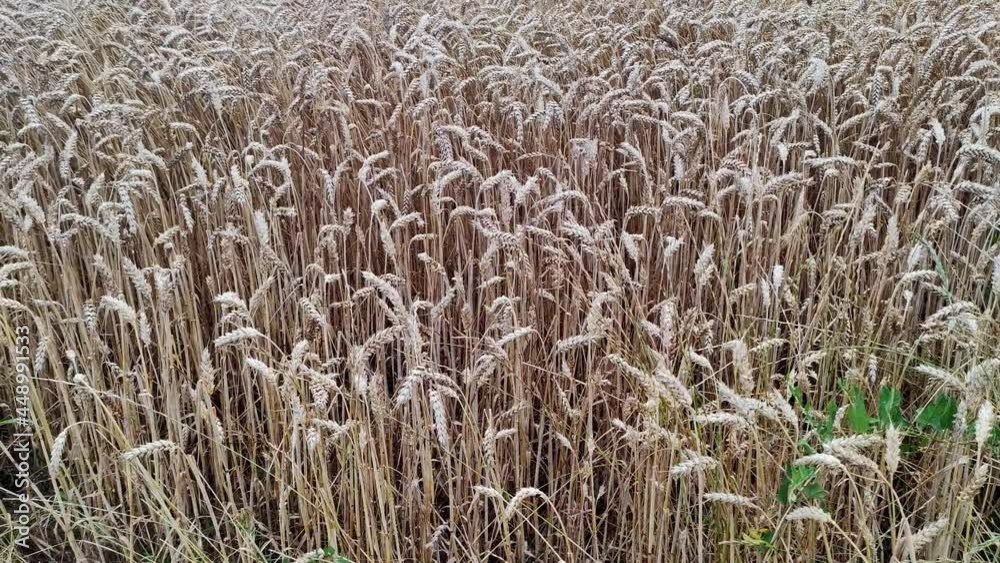 Wheat crop field. Golden wheat field and sunny day. Concept of rich harvest or agricultural production. Ears of golden wheat close up.
Wheat crop field. Golden wheat field and sunny day. Concept of rich harvest or agricultural production. Ears of golden wheat close up.