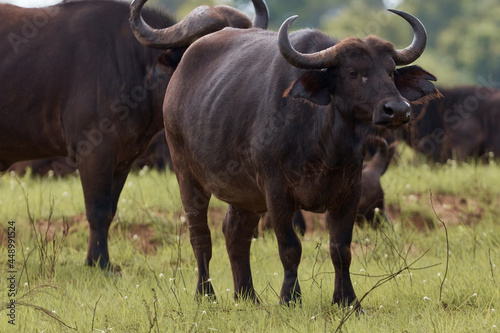 buffalo. animal walk on safari