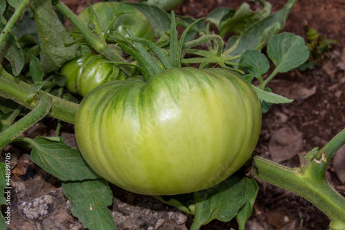 Tomate moruno madurando en el huerto