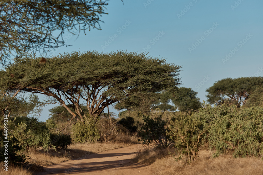 Fototapeta premium nature of kenya