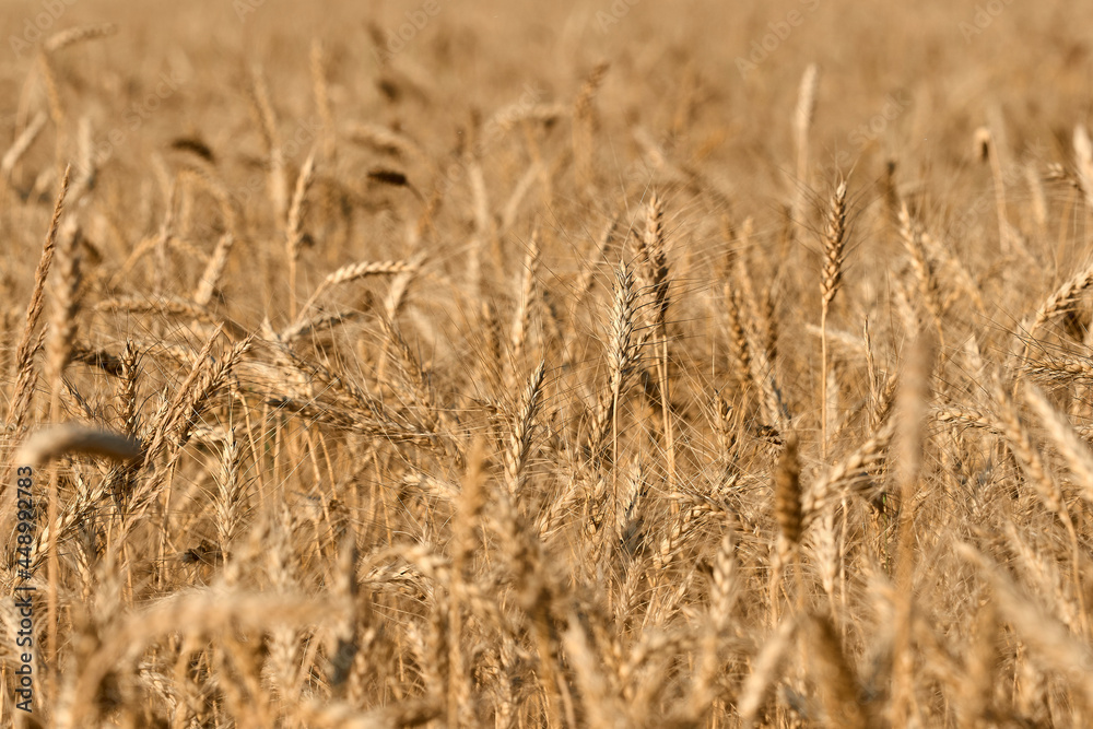 Fototapeta premium Wheat field. Ears of ripe golden wheat close-up. Beautiful Natural Landscape. The concept of agriculture and farming. A rich harvest