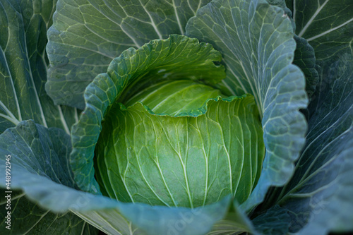 Close up green fresh cabbage maturing heads growing in the farm field © Thicha