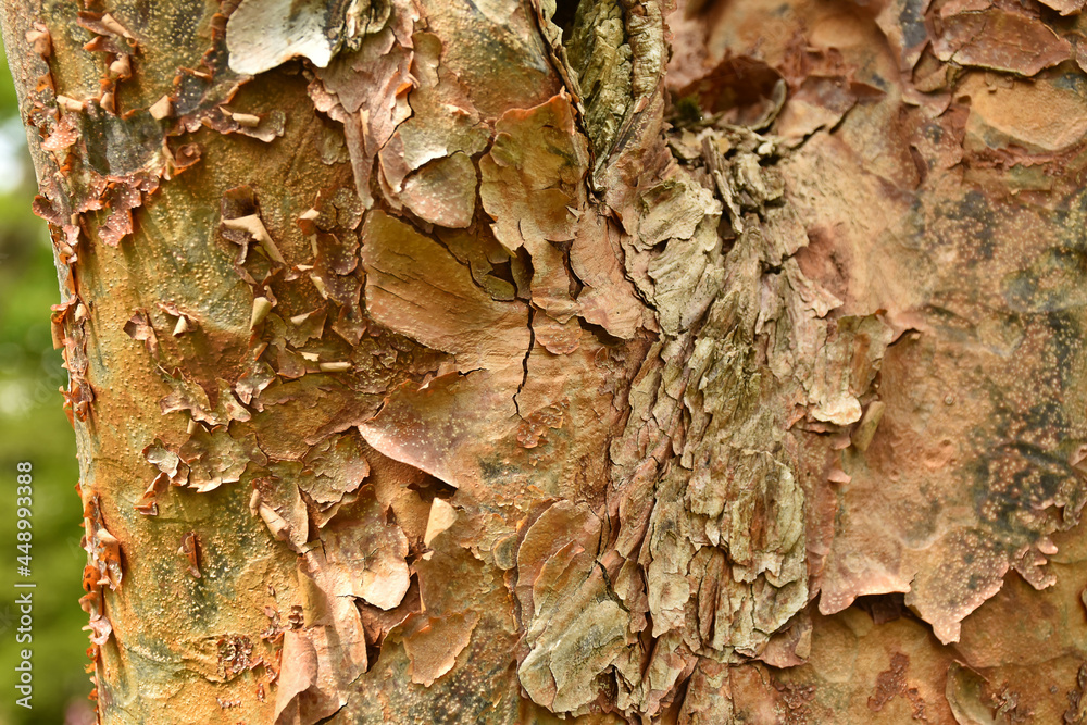 Zimt-Ahorn (Acer griseum) - Rindenstruktur