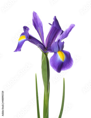 Fototapeta Naklejka Na Ścianę i Meble -  Beautiful iris isolated on white. Spring flower