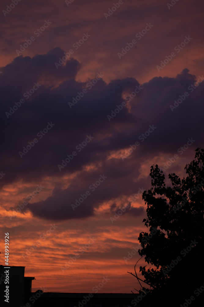 Fototapeta premium Sunset sky, orange pink purple, shadow tree nature