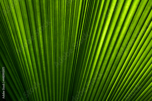 Palm leaf pattern for background