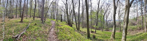 Fototapeta Naklejka Na Ścianę i Meble -  forest panorama