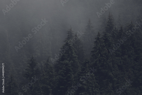 Pine forest with clouds fog surrounding it © Stefana