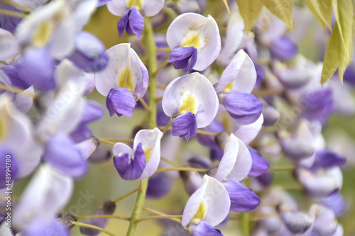Fotografie Japanischer Blauregen - Wisteria floribunda
