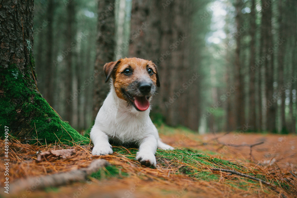 jack russell terrier puppy forest portrait jack russell terrier puppy forest portrait