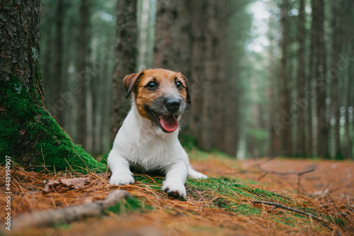 Fototapeta Naklejka Na Ścianę i Meble -  jack russell terrier puppy forest portrait
