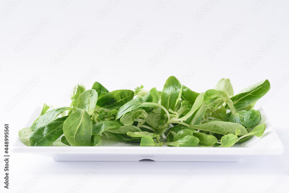 Fresh corn salad leaves on a white background. The concept of lettuce is rich in vitamins, beneficial for health as an ingredient in vegetarian food. Fresh corn salad leaves on a white background. The concept of lettuce is rich in vitamins, beneficial for health as an ingredient in vegetarian food.