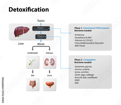 Toxins, liver. Process of Detoxification and elimination. Enter, exit, and store of toxins in humans body. A toxin is a poisonous substance that capable of inducing antibody formation 3d render photo