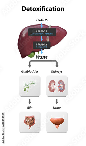 Bilde på lerret Detox Pathways Explained
