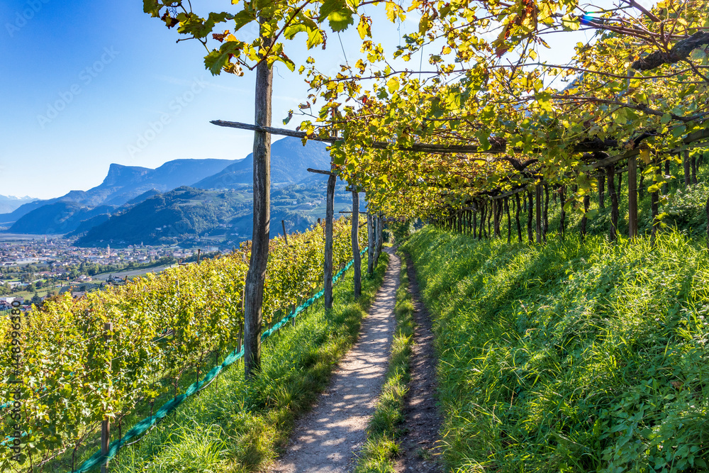 Naklejka premium Orchards in the mountains at Merano, Italy.