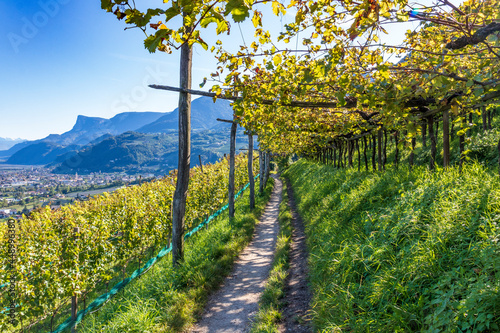 Fototapeta Naklejka Na Ścianę i Meble -  Orchards in the mountains at Merano, Italy.