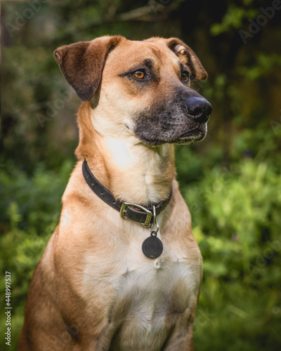 Fotografie Selective of a sitting Black Mouth Cur dog