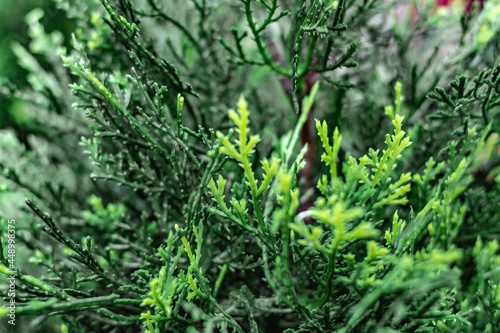 a lot of sprigs of artificial greenery for decorating aquariums close-up