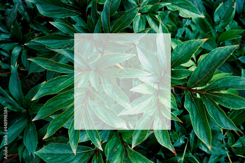 Square frame, creative layout made of tropical leaves with paper card note. Flat lay. Nature concept. Summer poster.