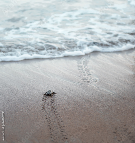 Fotografia, Obraz Sea turtle hatchlings on the sand beach get to the sea safely leaving flippers t