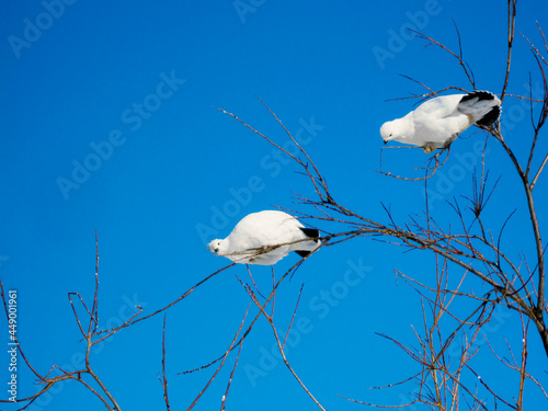 2 Partridges On A Tree And One Of Them Looks At The Camera photo