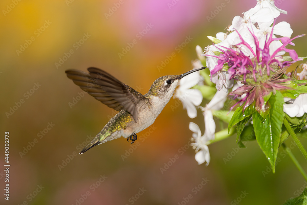 Ruby-throated Hummingbird taken in southern MN Ruby-throated Hummingbird taken in southern MN