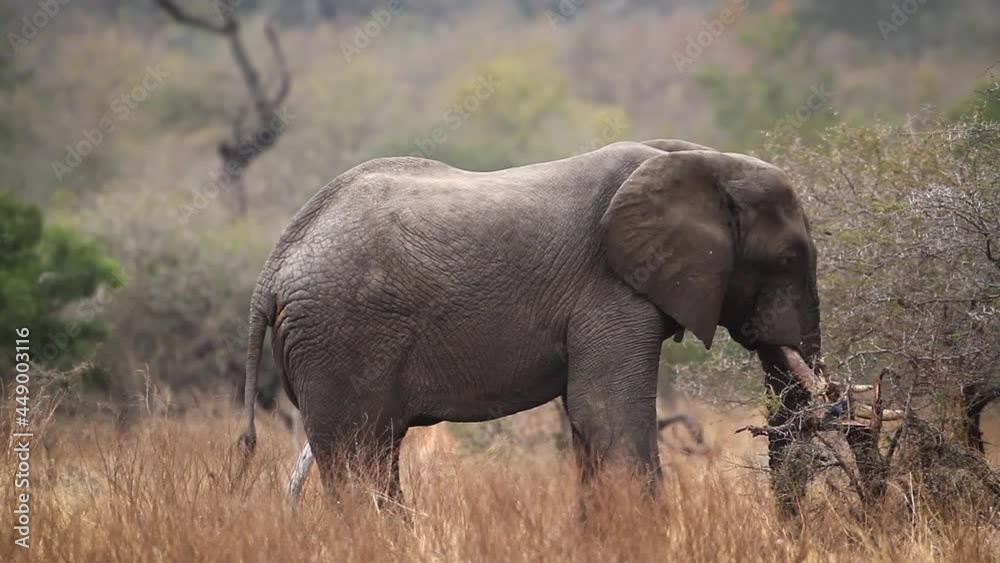African bush elephant walking away rear view in Kruger National park, South Africa ; Specie Loxodonta africana family of Elephantidae African bush elephant walking away rear view in Kruger National park, South Africa ; Specie Loxodonta africana family of Elephantidae