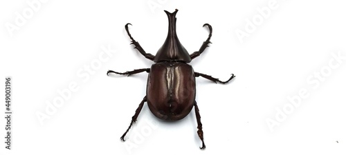 Rhinoceros beetle, Rhino beetle, Hercules beetle, Unicorn beetle, Horn beetle isolated © sunet