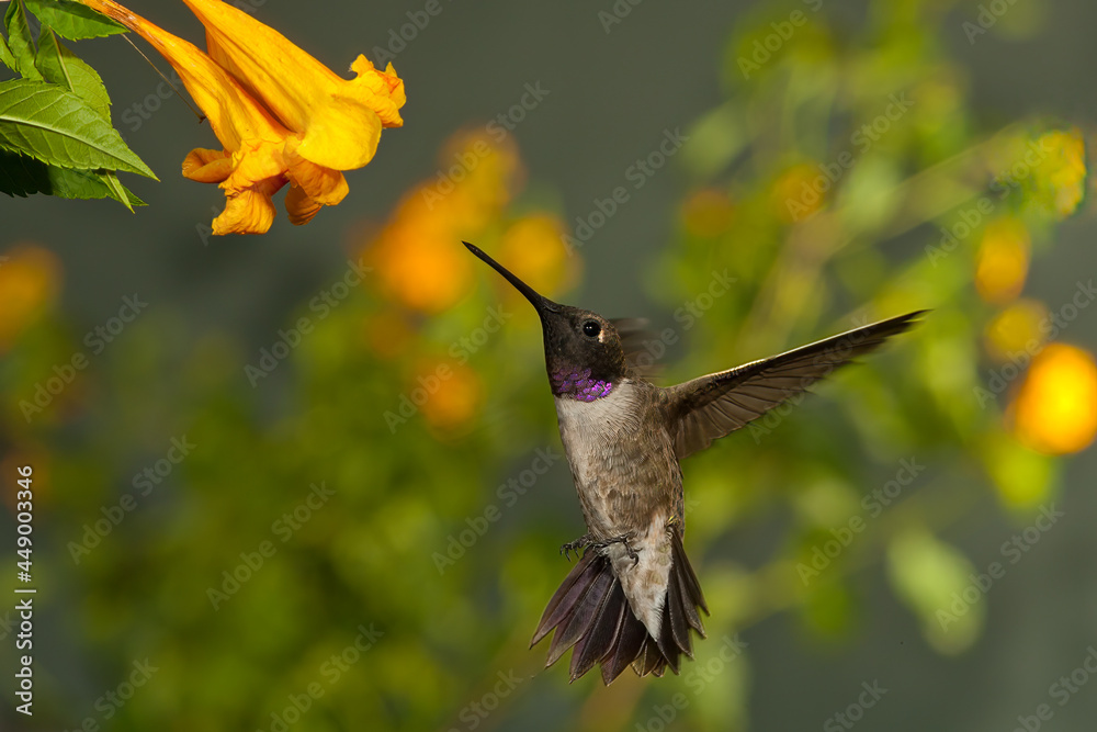 Fototapeta premium Black-chinned Hummingbird taken in Colorado