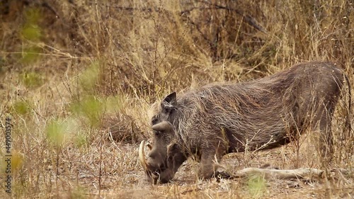 Common warthog long teeth eating on the ground in Kruger National park, South Africa ; Specie Phacochoerus africanus family of Suidae photo
