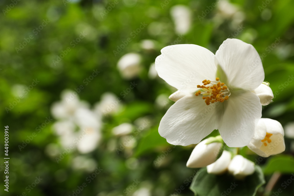 Closeup view of beautiful jasmine flowers outdoors. Space for text Closeup view of beautiful jasmine flowers outdoors. Space for text